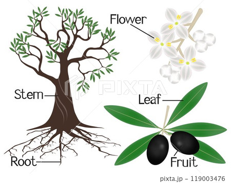 The illustration shows part of the olive plants. The illustration shows part of the olive plants. 119003476