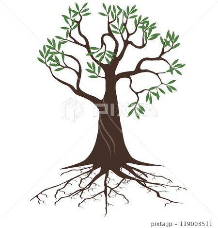 Olive tree with roots on a white background. Olive tree with roots on a white background. 119003511