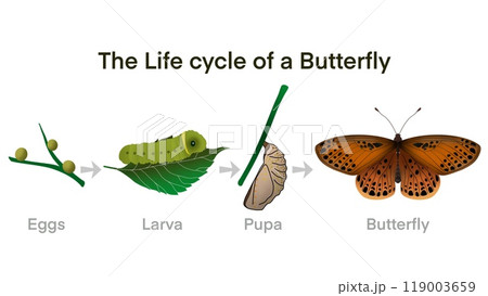 Butterfly life cycle, Cartoon caterpillar insects metamorphosis, eggs, larva, pupa, Life Cycle of Butterfly diagram, life cycle of a butterfly from an egg to a beautiful butterfly, educational biology 119003659