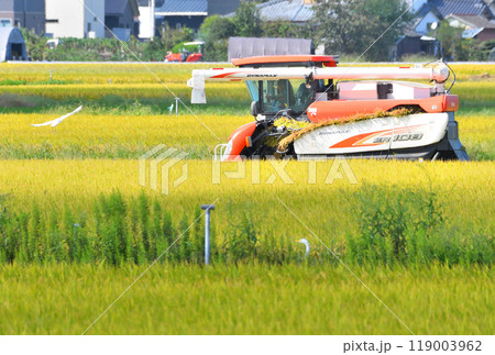 シラサギと農作業 119003962
