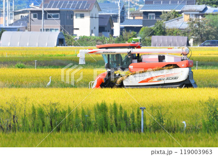 シラサギと農作業 シラサギと農作業 119003963