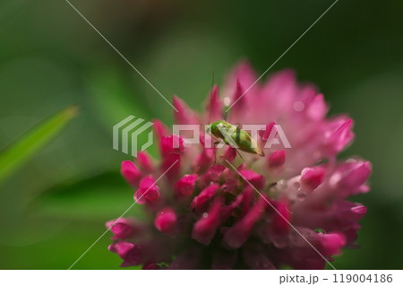 アカツメグサの花とカスミカメムシ 119004186