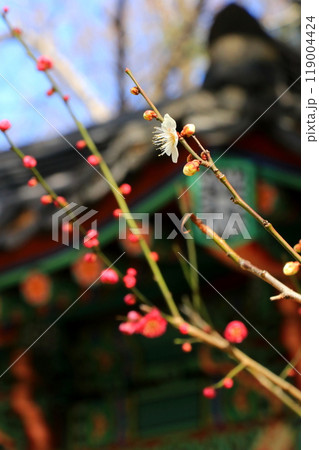 梅の花 119004424