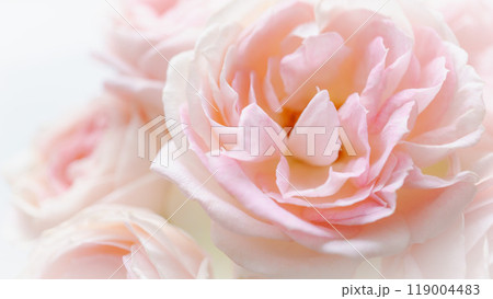 ピンクの生花背景　 119004483