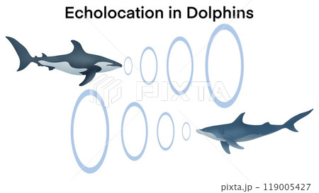 echolocation in dolphins, Dolphins hunt their prey by making high pitched sounds and listening for echoes, Dolphin emitting sonar , echolocation signals. Cetacean sends sonar signals sound waves 119005427