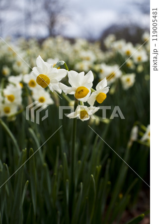 ニホンズイセン(日本水仙)の花が咲いています。 ニホンズイセン(日本水仙)の花が咲いています。 119005481
