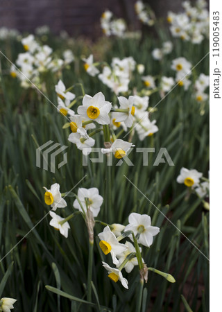 ニホンズイセン（日本水仙）の花が咲いています。 119005483