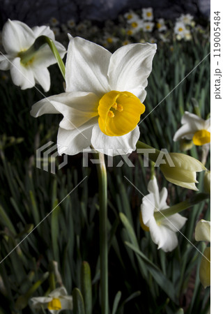 ニホンズイセン（日本水仙）の花が咲いています。 119005484