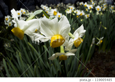 ニホンズイセン（日本水仙）の花が咲いています。 119005485