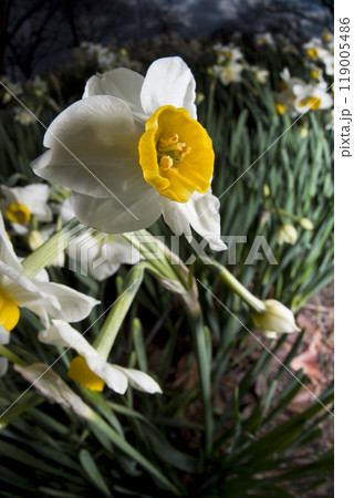 ニホンズイセン（日本水仙）の花が咲いています。 119005486