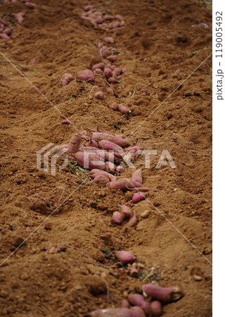 Freshly dug sweet potatoes on the field Freshly dug sweet potatoes on the field 119005492