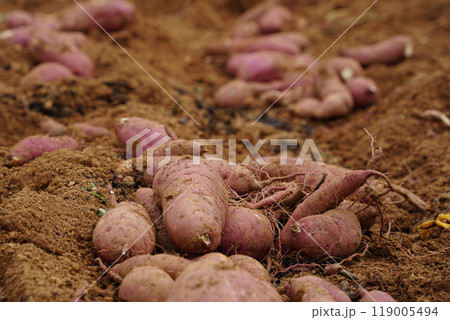Freshly dug sweet potatoes on the field 119005494