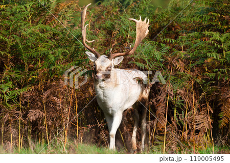 White fallow deer stag standing in ferns in autumn 119005495