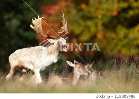 Fallow deer stag calling during the rut in autumn 119005496