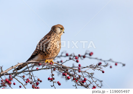 Common kestrel perched on a tree branch with red berries against blue sky 119005497