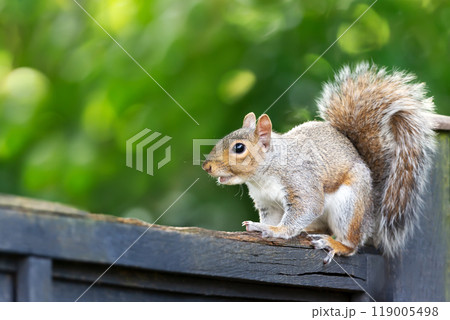 Portrait of a curious grey squirrel sitting on a garden fence 119005498