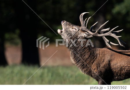 Portrait of a red deer stag calling during the rut in autumn Portrait of a red deer stag calling during the rut in autumn 119005502