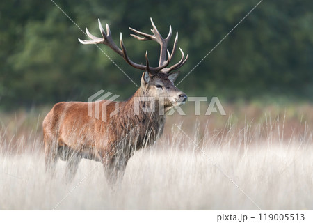 Portrait of a red deer stag standing in grass during the rut in autumn Portrait of a red deer stag standing in grass during the rut in autumn 119005513
