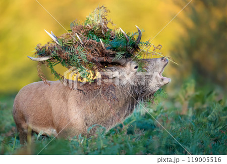 Portrait of a red deer stag calling with bracken on antlers during the rut in autumn 119005516