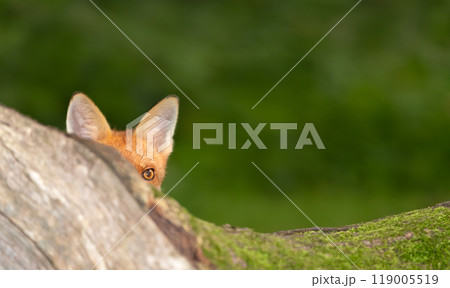 Curious red fox cub peeking over tree trunk in the forest 119005519