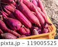 さつまいも 119005525