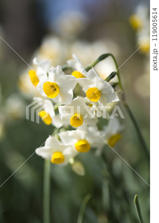 ニホンズイセン(日本水仙)の花が咲いています。 ニホンズイセン(日本水仙)の花が咲いています。 119005614