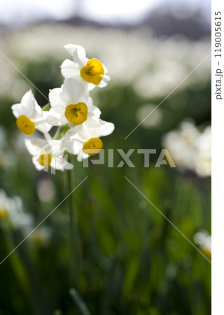 ニホンズイセン（日本水仙）の花が咲いています。 119005615