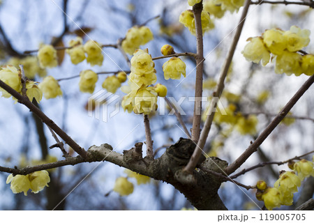 公園に咲いているこれらの黄色い花の名前は雲南黄梅（ウンナンオウバイ）です。 119005705