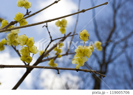 公園に咲いているこれらの黄色い花の名前は雲南黄梅(ウンナンオウバイ)です。 公園に咲いているこれらの黄色い花の名前は雲南黄梅(ウンナンオウバイ)です。 119005706