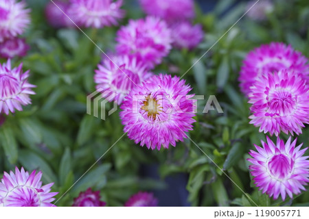 ピンク色のムギワラギクの花が咲いています。 ピンク色のムギワラギクの花が咲いています。 119005771