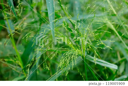 個性的なドライフラワーにもなるイネ科のハナヌカススキ 119005909