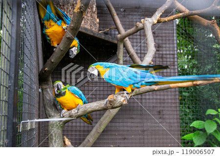 The blue-throated macaw (Ara glaucogularis; previously Ara caninde) is a macaw endemic to a small area of north-central Bolivia. High quality photo 119006507