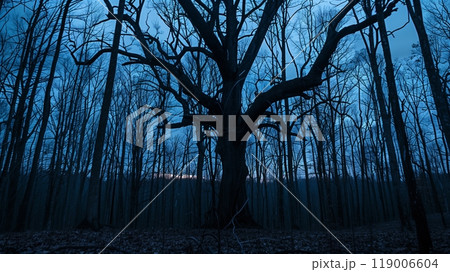 Ancient trees form a haunting silhouette against the twilight sky, evoking mystery and timelessness. 119006604