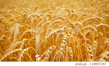 A golden wheat field ready for harvest symbolizes the rewarding outcomes of years of contributions to pension funds. 119007287