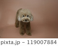 犬 狗 わんこ 119007884