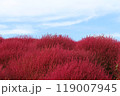 青空とコキア 119007945