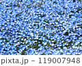 ひたち海浜公園の一面に咲くネモフィラ 119007948