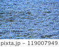 ひたち海浜公園の一面青色のネモフィラ 119007949