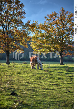 Horse grazing under autumn trees in a sunny meadow Horse grazing under autumn trees in a sunny meadow 119007960