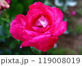 一輪の薔薇 119008019