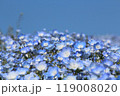 ネモフィラと青空 119008020