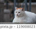何かを見つめる猫 119008023