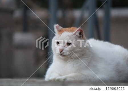 何かを見つめる猫 何かを見つめる猫 119008023