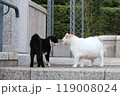 睨み合う2匹 119008024