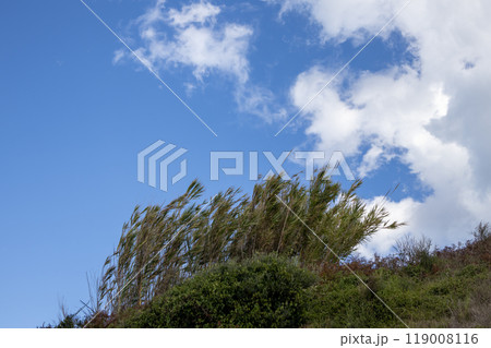 Reed on a hill and blue sky with white clouds, Corfu, Greece 119008116