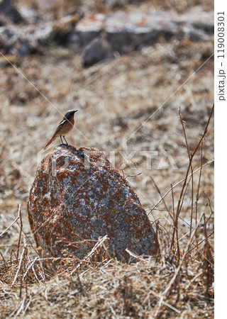Rufous-backed Redstart in natural habitat, sitting on a stone among dry grass Rufous-backed Redstart in natural habitat, sitting on a stone among dry grass 119008301