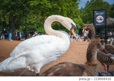 A serene scene in a London park featuring a close-up of a swan and ducks on a gravel path. Lush green trees, clear blue sky, and a No Feeding sign in the background. A serene scene in a London park featuring a close-up of a swan and ducks on a gravel path. Lush green trees, clear blue sky, and a No Feeding sign in the background. 119008416
