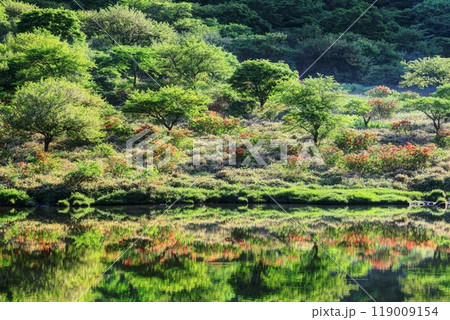 レンゲツツジ咲く新緑の覚満淵 119009154