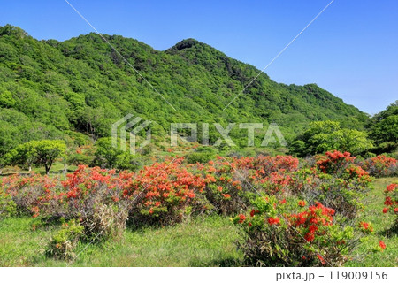 レンゲツツジ咲く赤城白樺牧場 119009156