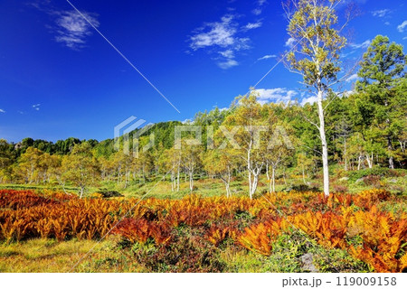 初秋の田ノ原湿原 119009158